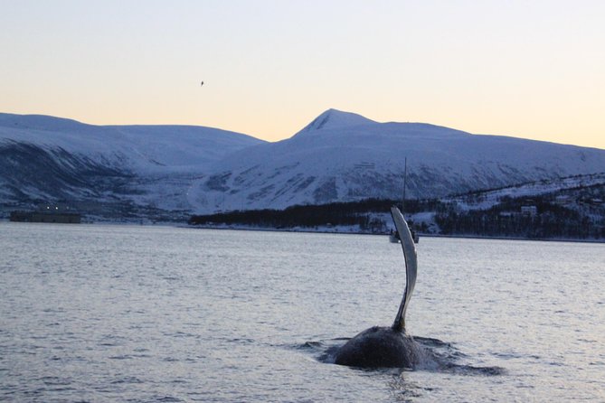 Tromso Full-Day Whale and Seabird Boat Tour to Skervoy - Key Points
