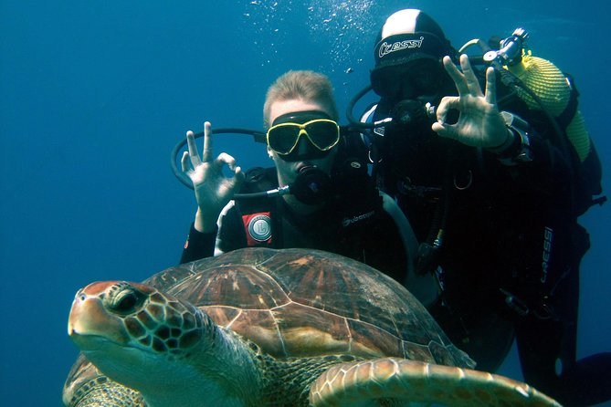 Try Scuba Diving in a Turtle Area (Boat) - Just The Basics