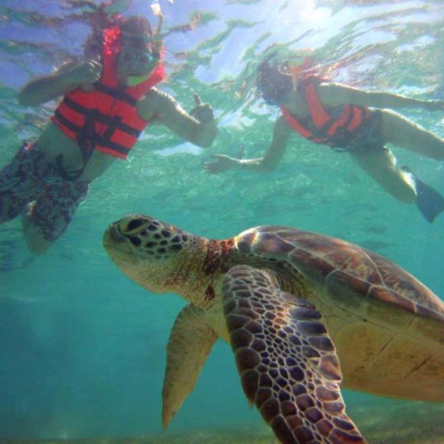 Tulum: Akumal Turtles and Underground Cenote Swim Tour - Key Points