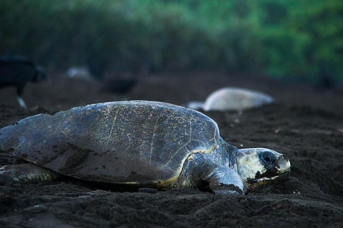 Turtle Tour in Costa Ricas Tortuguero National Park (Mar ) - Key Points