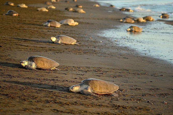 Turtle Tour Near Samara Beach - Key Points