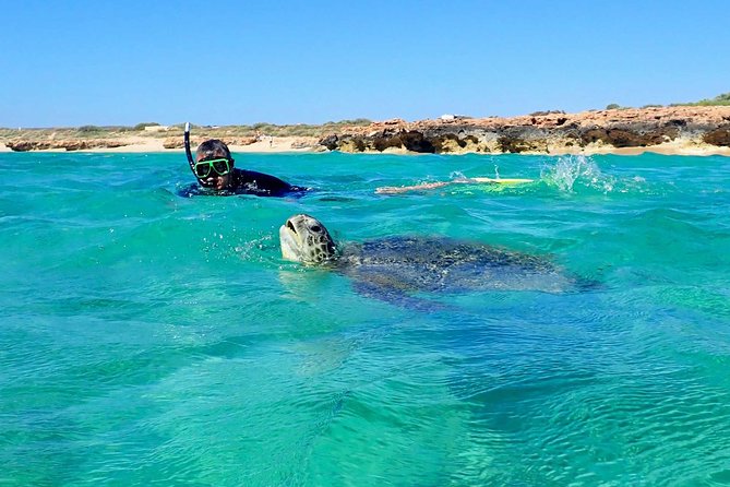 Turtle Tour - Ningaloo Reef Half Day Sea Kayak and Snorkel Tour - Just The Basics