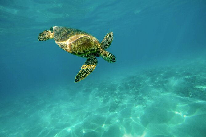 Turtle Town Snorkel With Photo and Video - Just The Basics