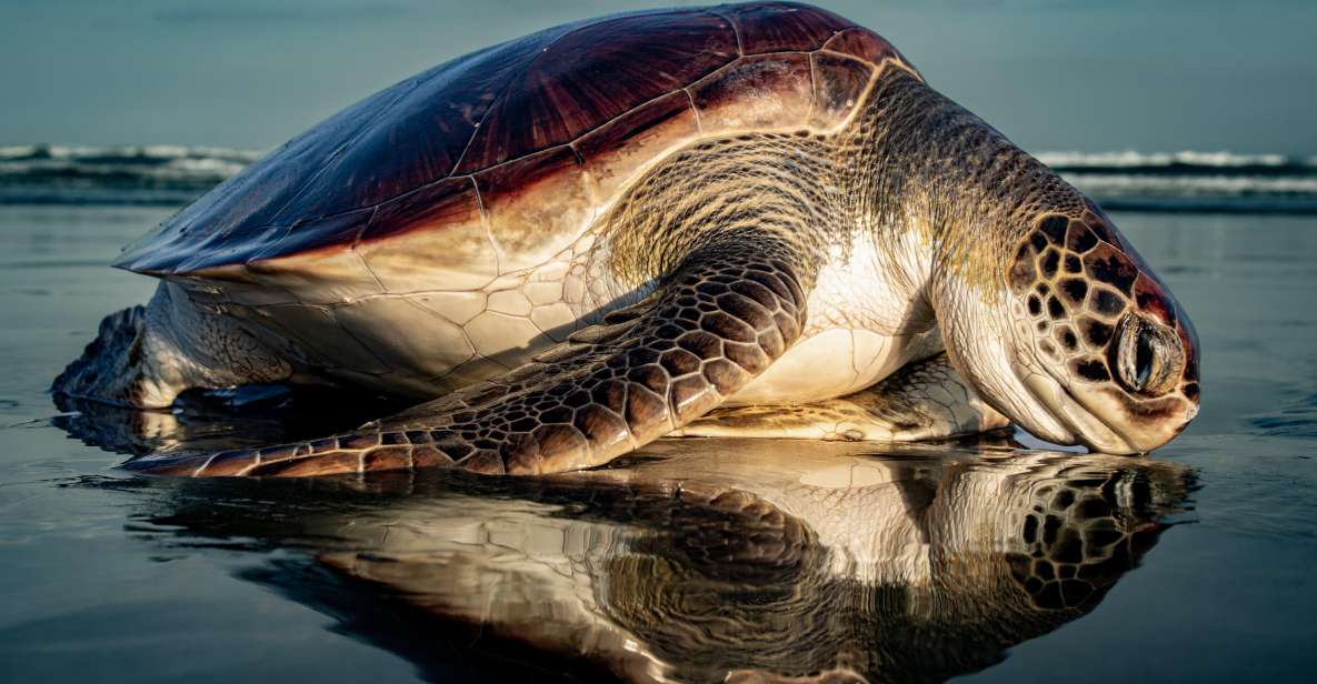 Turtle Watching - Key Points