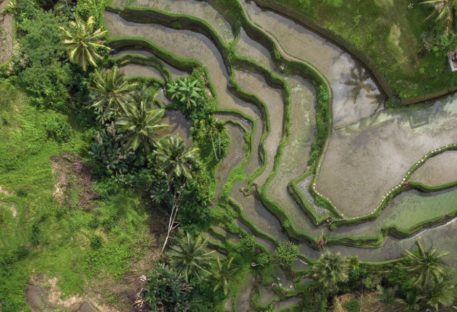 Ubud: Tegalalang Rice Terrace Photos Tour With Swing Ticket - Key Points