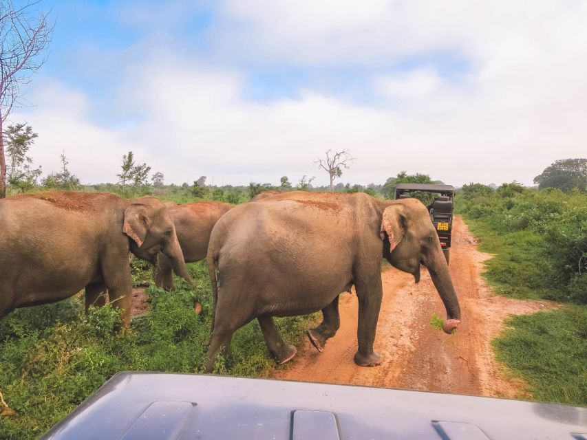 Udawalawe: Full-Day Safari Experience With Lunch - Key Points
