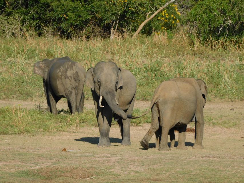 Udawalawe Half Day Tour With Visit Elephant Transit Home - Key Points