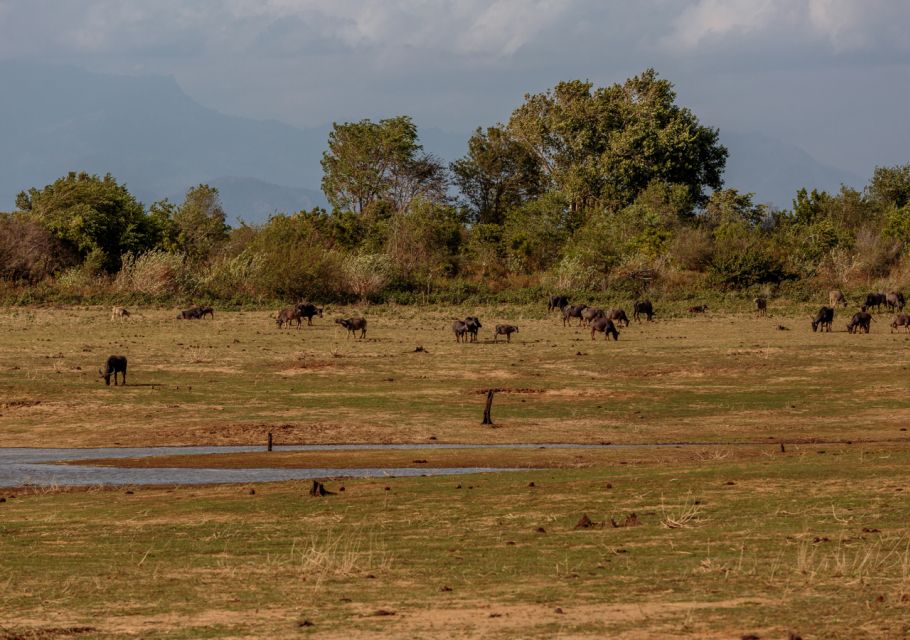 Udawalawe National Park Private Full-Day Safari - Key Points
