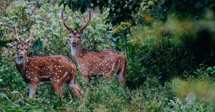 Udawalawe National Park Private Safari With Naturalist - Key Points