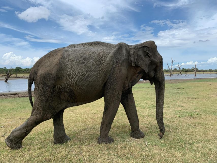 Udawalawe National Park Wildlife Safari From Bentota - Key Points