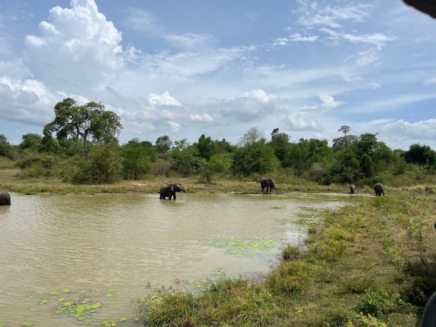 Udawalawe National Park Wildlife Safari From Mirissa - Key Points