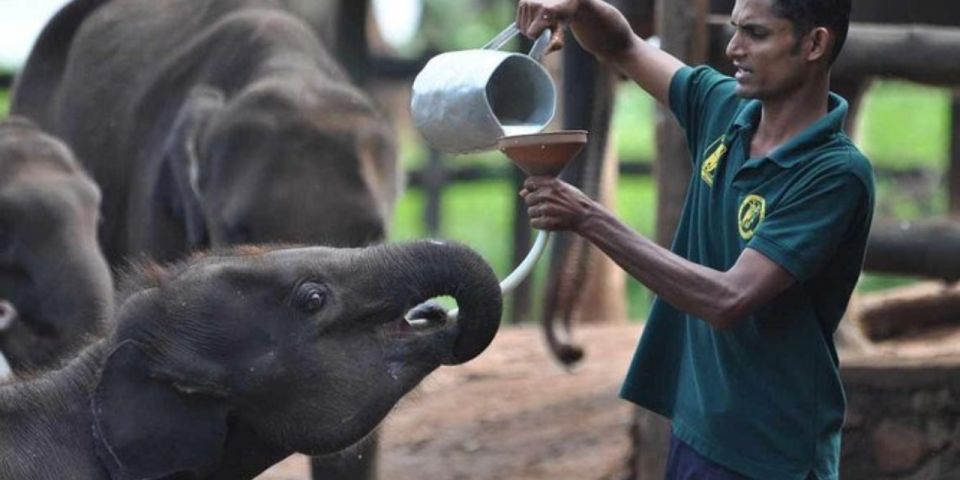 Udawalawe: Safari & Elephant Transit Home Visit With Lunch! - Key Points