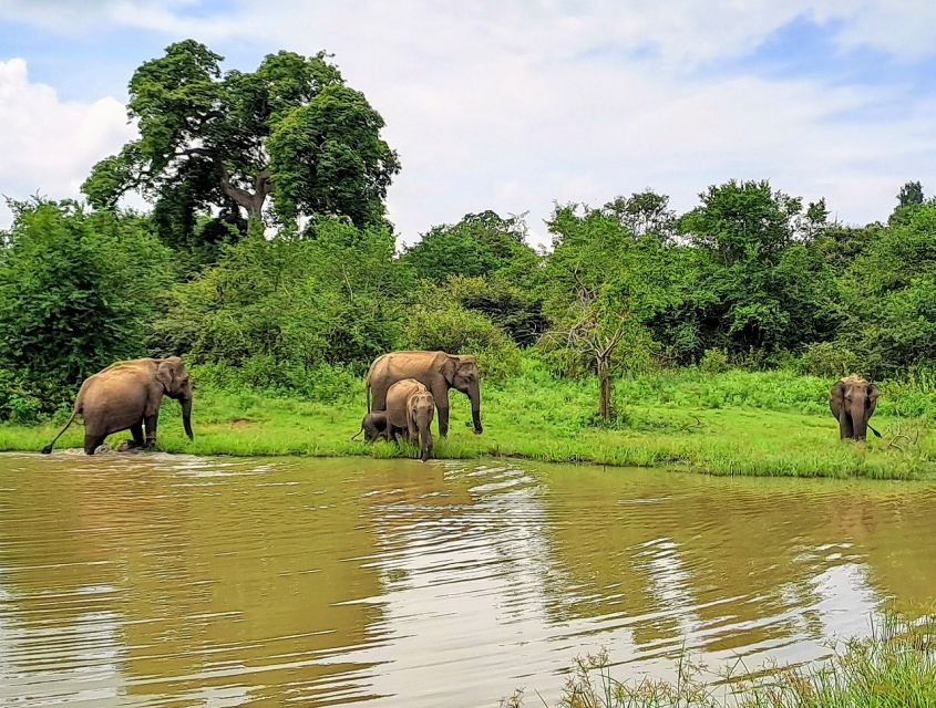 Udawalawe Safari Tour - Key Points