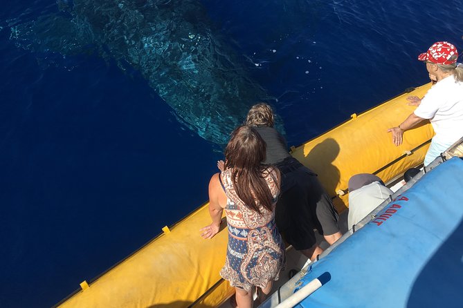 Ultimate 2 Hour Exclusive VIP Whale Watch Tour - Key Points