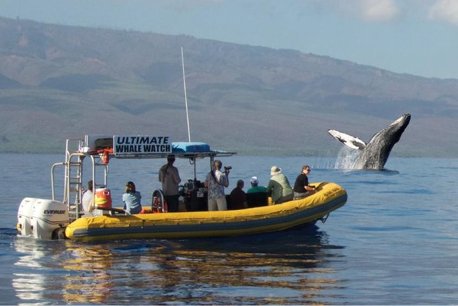 Ultimate 2 Hour Small Group Whale Watch Tour - Just The Basics