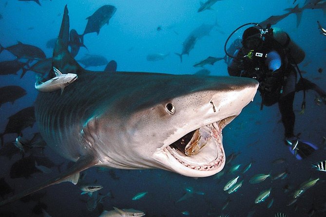 Ultimate Shark Encounter Two Tank Dive at The World Famous Beqa Lagoon - Key Points