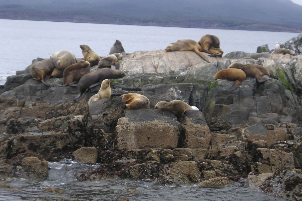 Ushuaia: Beagle Channel, Seal Island & Bridges Islands Tour - Key Points