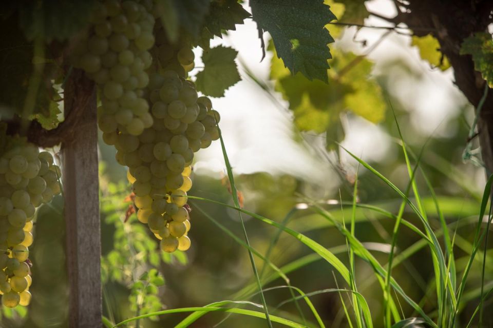 Vineyard Elegance: A Mendoza Wine Odyssey - Key Points