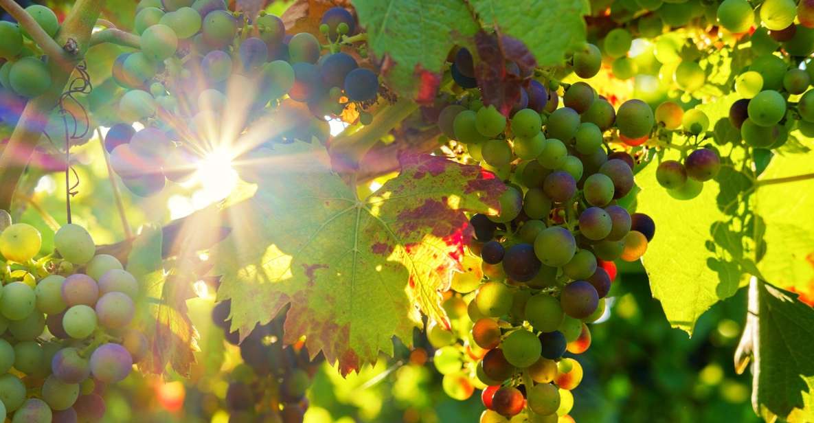 Vinho Verde Full-Day Premium Wine Tour - Key Points