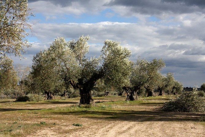 Visit Olive Grove Centenary With Oil Tasting Course - Key Points