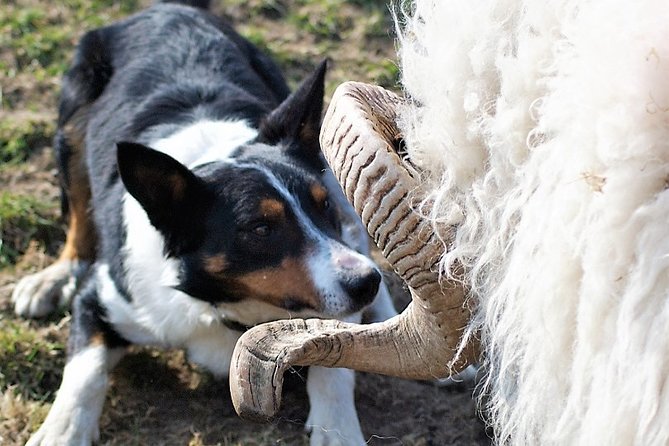 Visit Traditional Working Sheep Farm & Sheepdog Demo. Galway. Guided. 1 ½ Hours. - Key Points