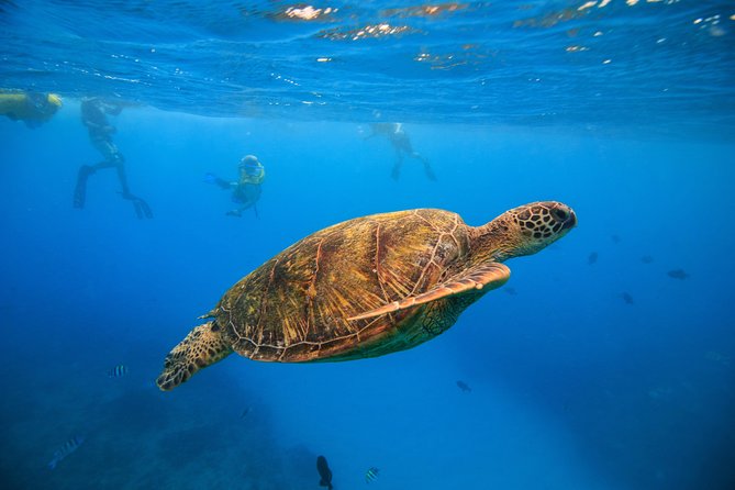 waikiki turtle canyon snorkeling tour from honolulu oahu Waikiki: Turtle Canyon Snorkeling Tour From Honolulu - Oahu