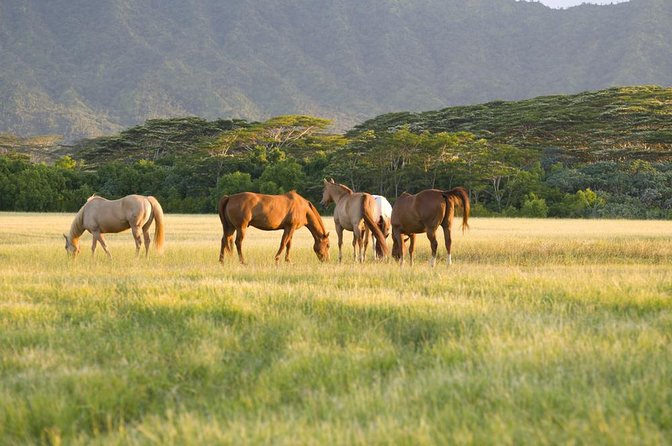 Waipio Valley, Hamakua Coast, Akaka Falls From Kona (Mar ) - Just The Basics