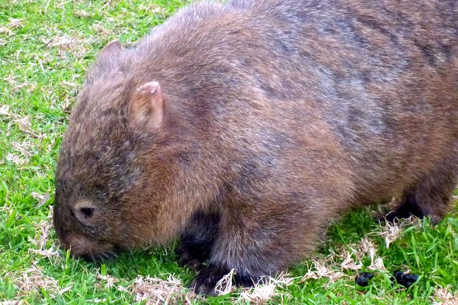 Walking With Wild Wombats Private Day Trip From Sydney - Key Points