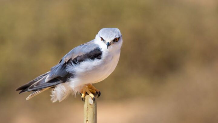 West Coast National Park. Private Tour. - Just The Basics