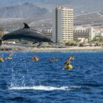 whale and dolphin watching ecoadventure in tenerife Whale and Dolphin Watching EcoAdventure in Tenerife