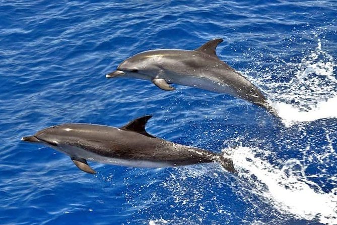 Whale and Dolphin Watching in Mogán for Small Groups in Gran Canaria - Key Points