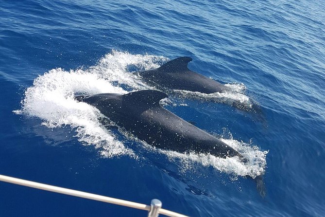 Whale and Dolphin Watching Sailing Boat With Drinks, Snacks and Swimming Time - Just The Basics