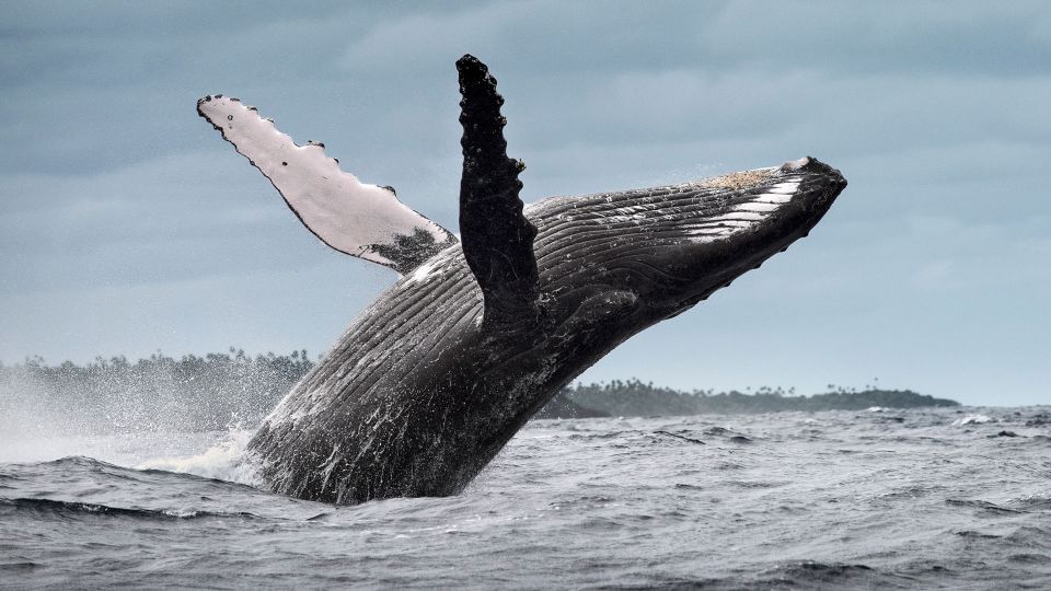 Whale Watching Cayo Levantado Freedom - Key Points