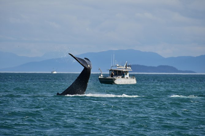 Whale Watching Charters Through Icy Strat Alaska - Key Points