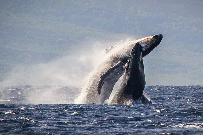 Whale Watching Cruise With Open Bar From Kaanapali Beach - Just The Basics