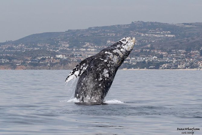 Whale Watching Excursion in Dana Point - Just The Basics