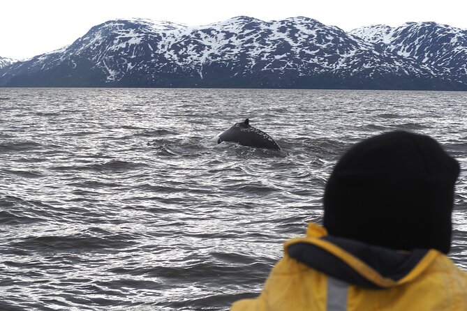 Whale Watching Experience in Altafjord