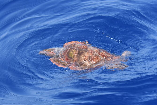 Whale Watching in Los Gigantes for Over 11 Years - Just The Basics