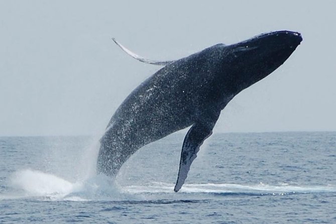 Whale Watching On The Big Island - Just The Basics