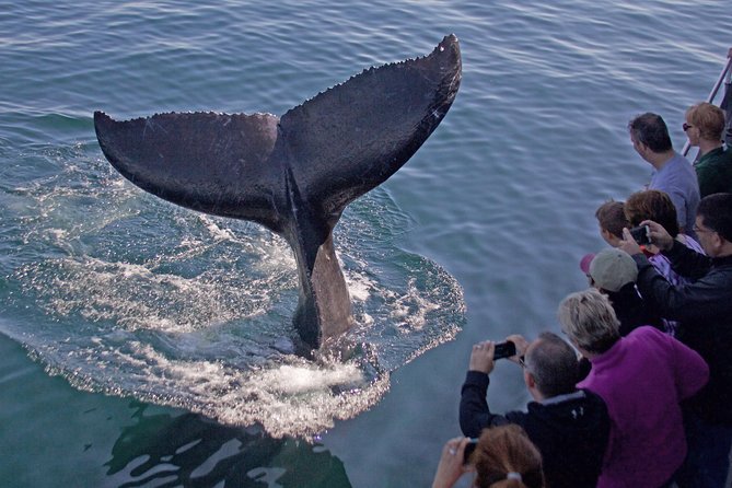 Whale Watching Trips to Stellwagen Bank Marine Sanctuary. Guaranteed Sightings! - Good To Know