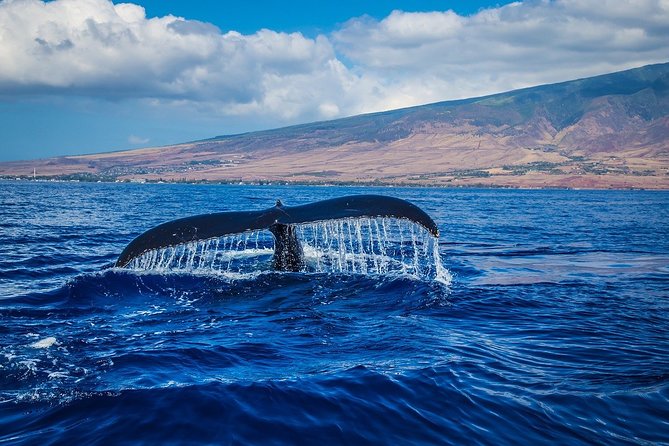 Whale Watching - Key Points