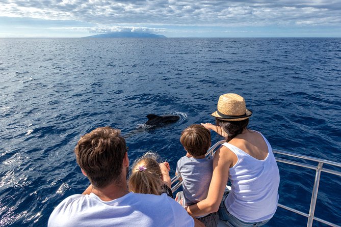 Whales & Dolphins Watching in Exclusive Sailboat - Just The Basics