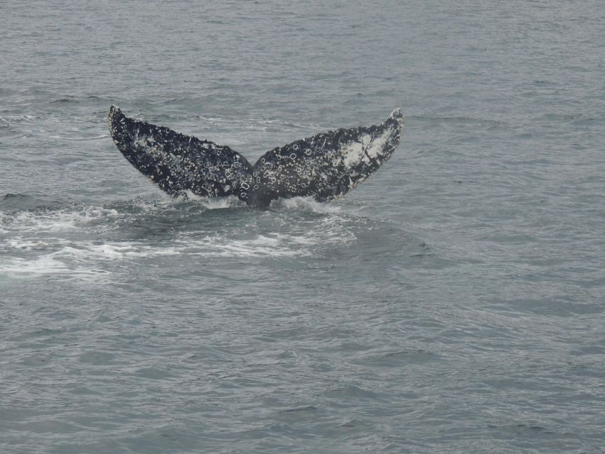 Whales, Penguins & Glaciers Navigation From Punta Arenas - Key Points