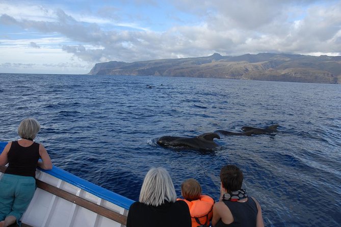 Whalewatching La Gomera - Just The Basics