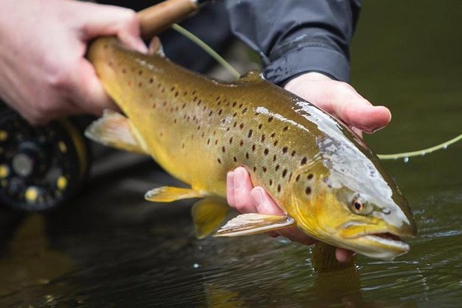Wild Brown Trout Fly Fishing With Guide on Lough Corrib, County Galway. - Inclusions in the Tour Package