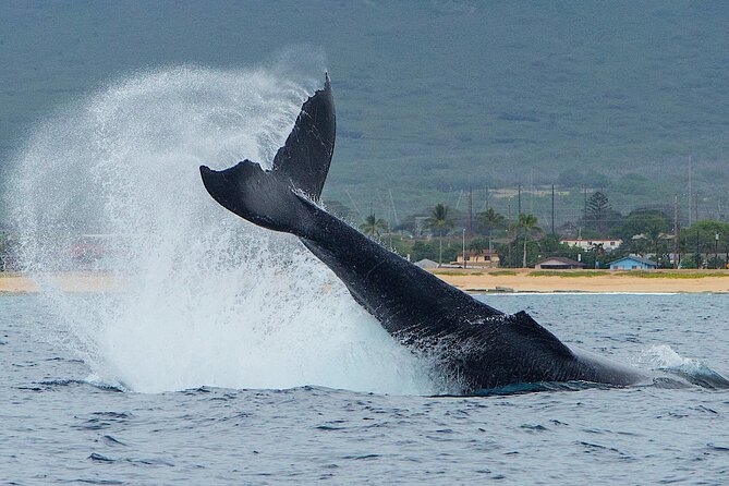 Wild Dolphin Watching and Snorkel Safari off West Coast of Oahu