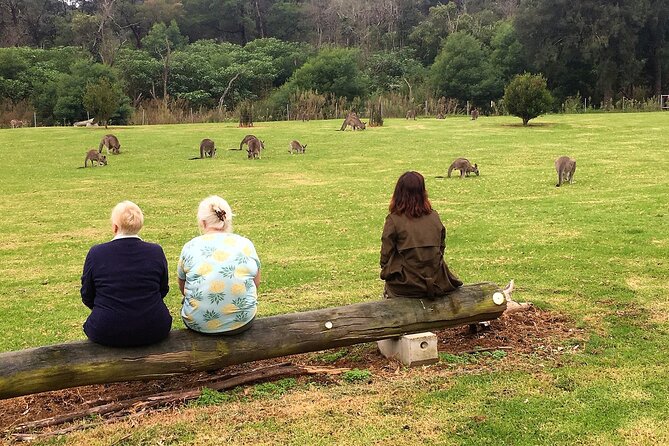 Wild Wombat and Kangaroo Day Tour From Sydney - Just The Basics