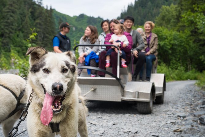 Wilderness Dog Sled Ride and Tour in Seward - Just The Basics