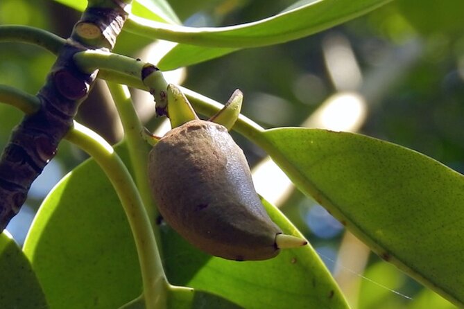 Wildlife at Sungei Buloh Wetland Reserve - Key Points