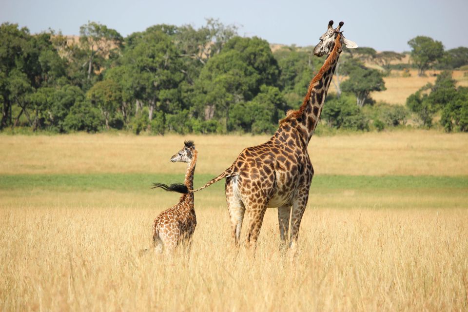Wildlife Safari - Just The Basics